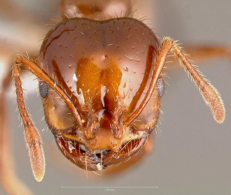 Detailed front view of fire ant head showing mandibles and antennae