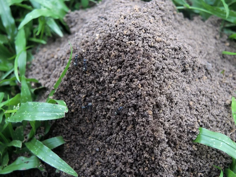 Fire ant mound in grass lawn showing typical dome shape