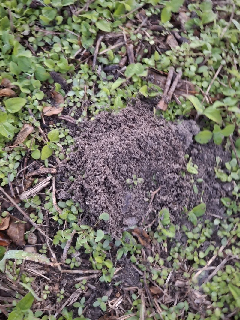 Fire ant mound in lawn surrounded by grass and vegetation