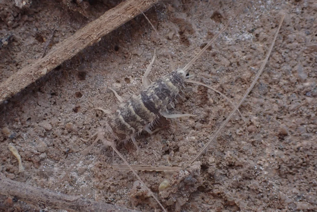 Close-up of a firebrat showing the characteristic banded pattern on its body