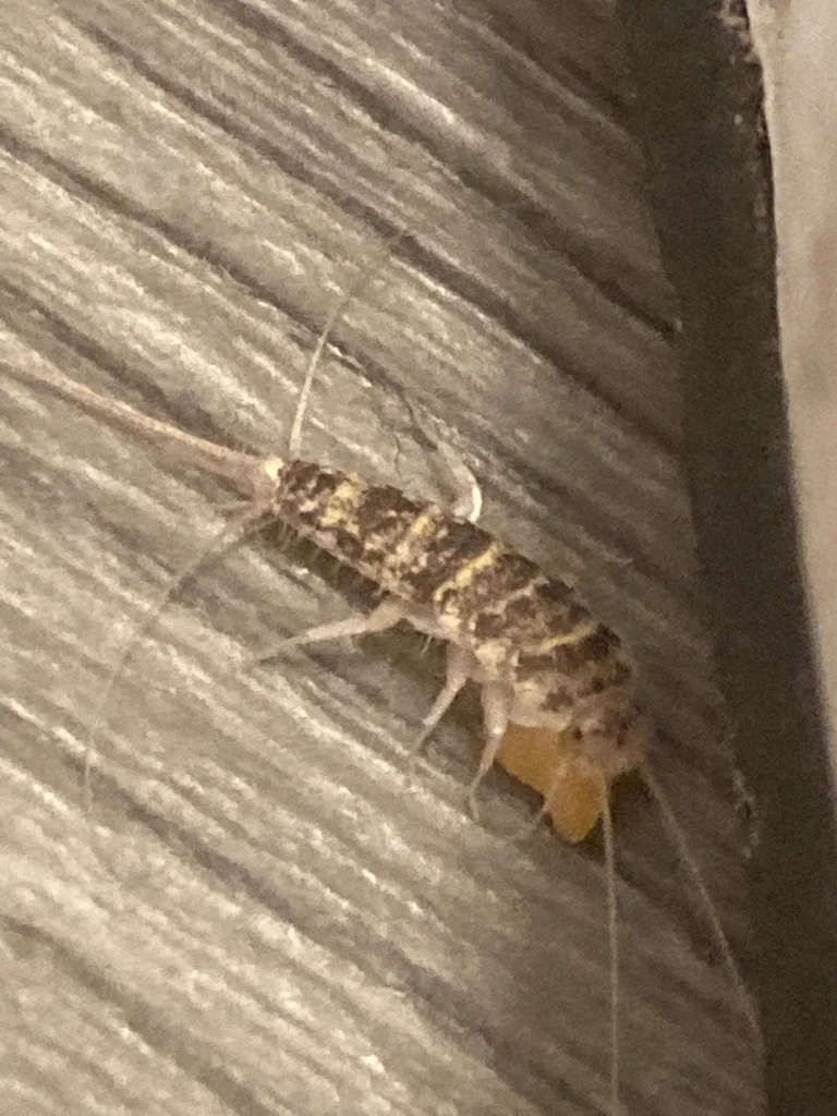 Firebrat in a corner crevice demonstrating typical hiding behavior