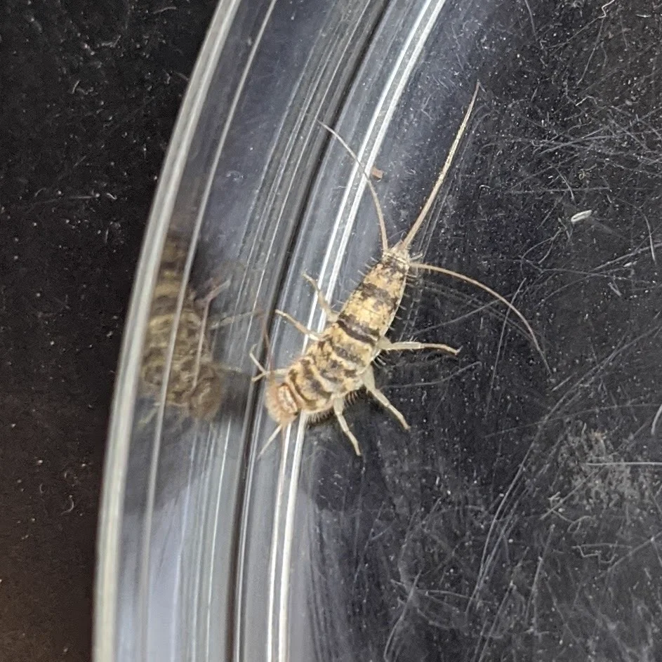 Firebrat specimen showing full body structure and mottled coloration