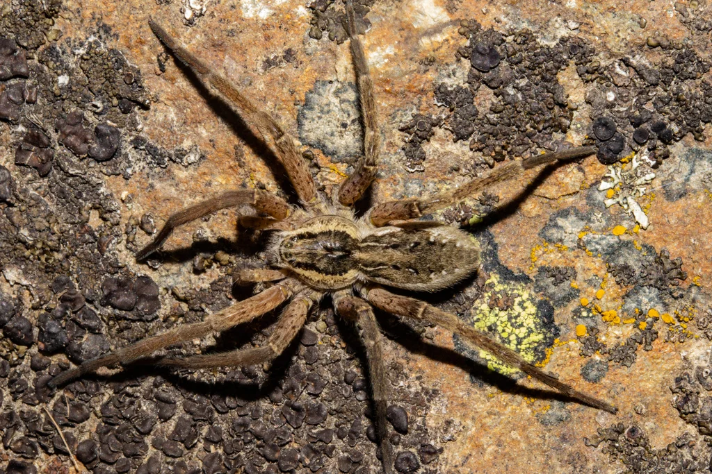 Brown fishing spider with banded legs on bark