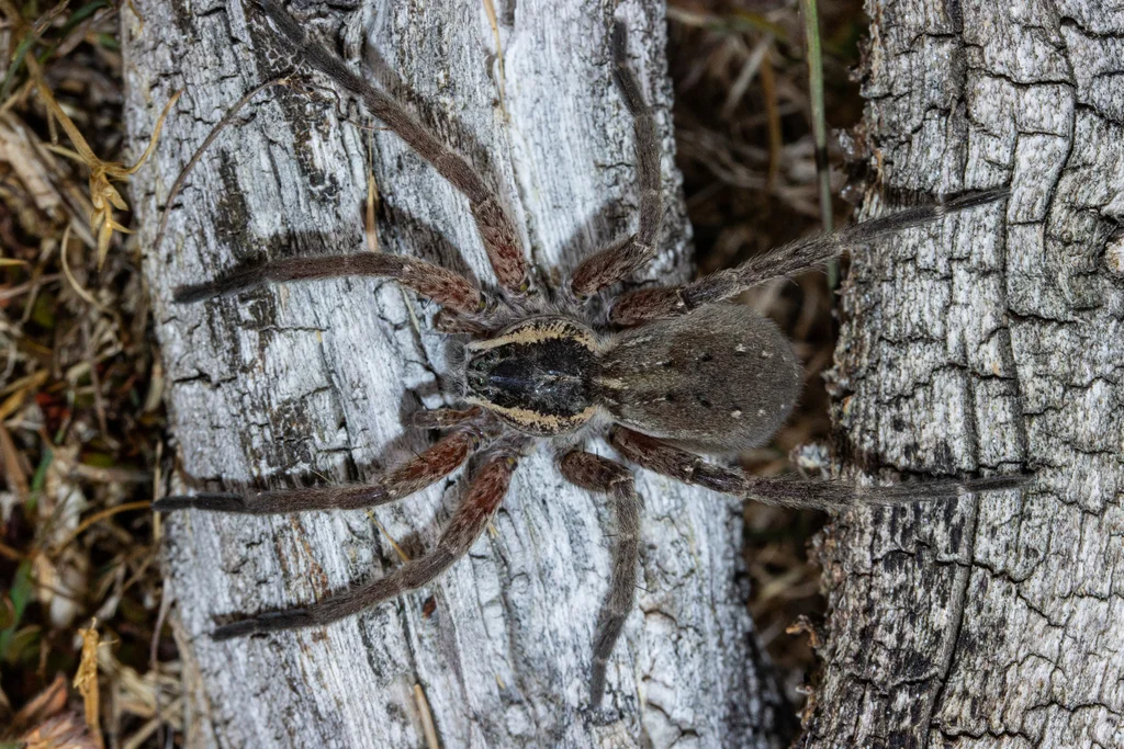 Fishing spider on fallen log in natural woodland habitat