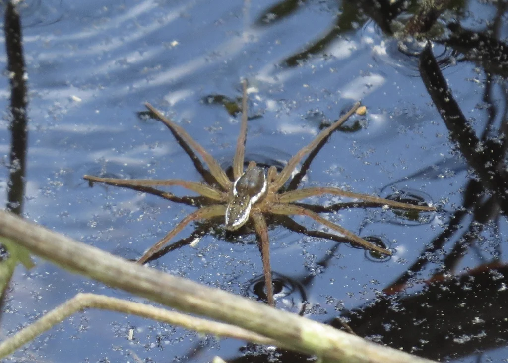 Fishing spider on water surface demonstrating its semi-aquatic hunting behavior