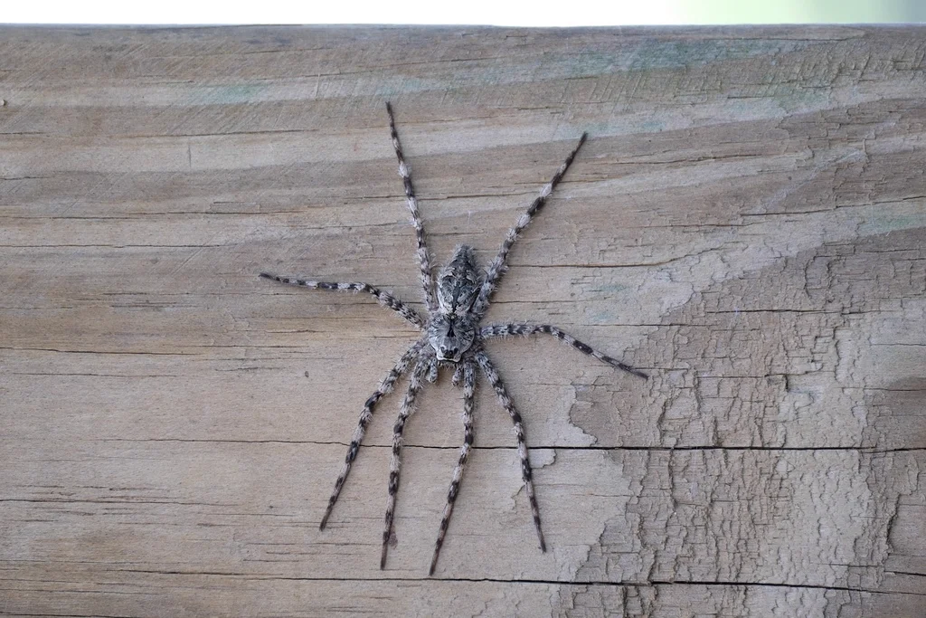 Fishing spider on wooden surface displaying full leg span