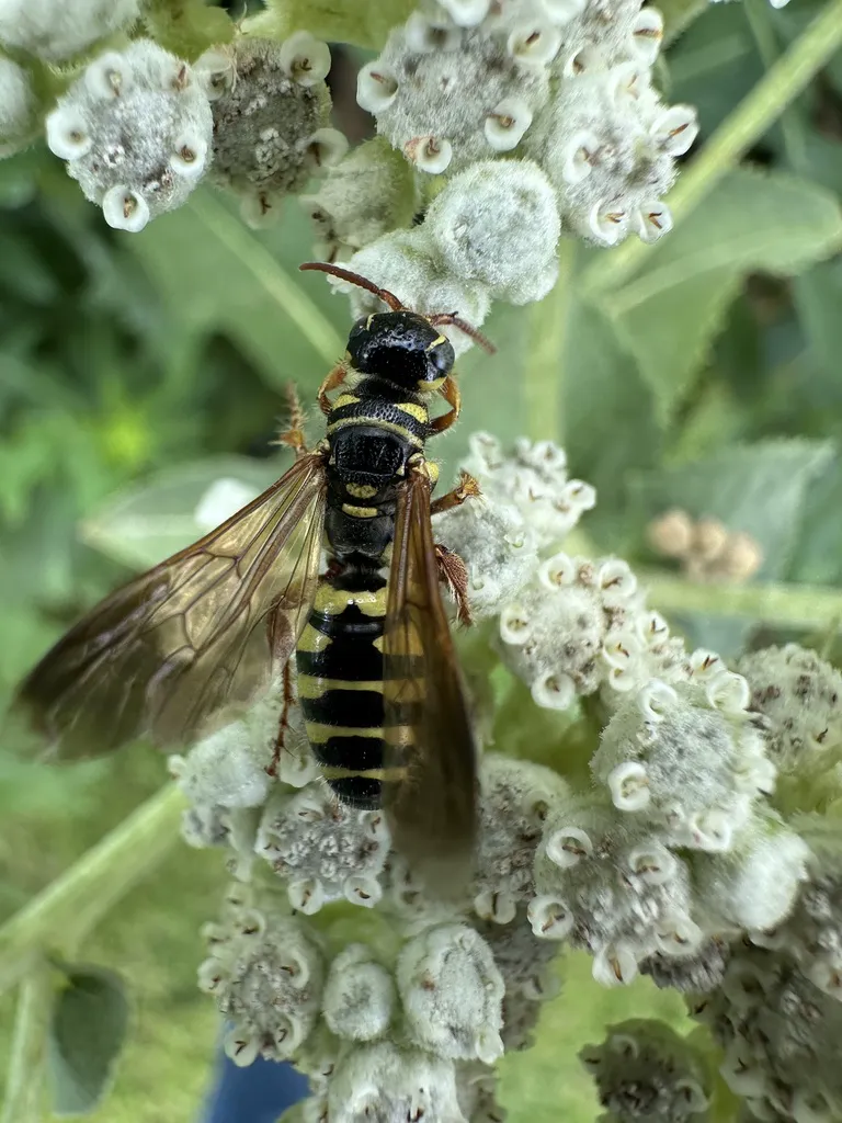 Five-banded thynnid wasp feeding on white flower clusters showing yellow banding pattern and amber wings