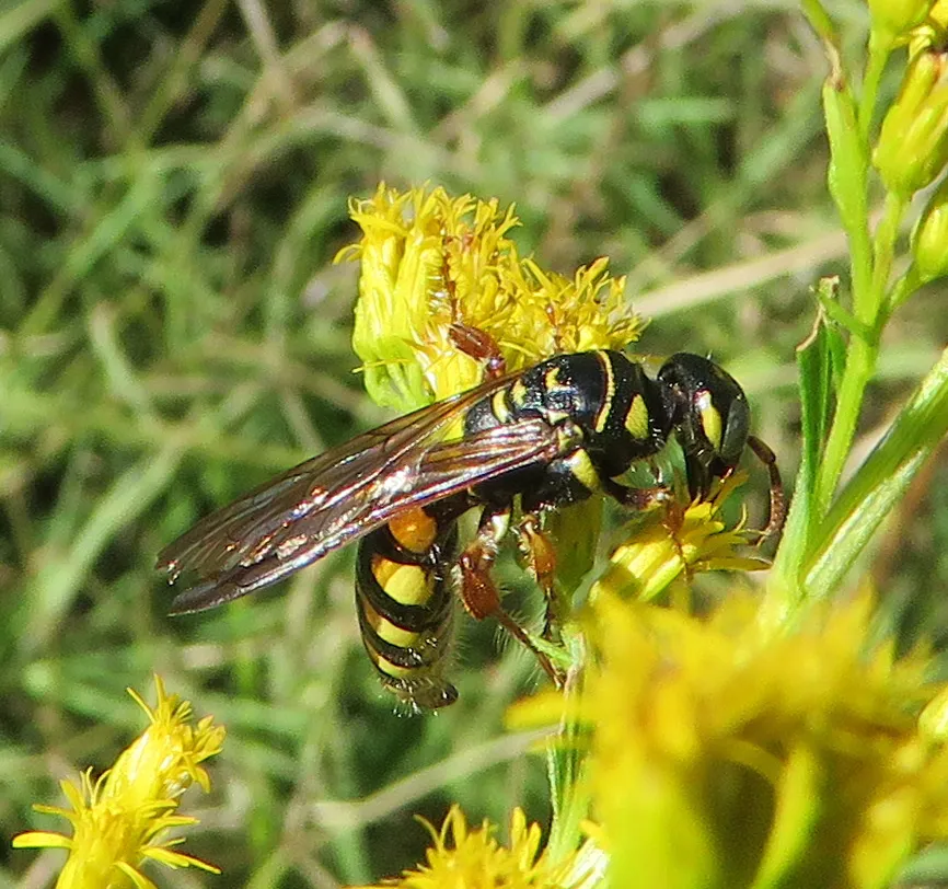 Five-banded thynnid wasp foraging on goldenrod showing amber wing coloring and black and yellow body