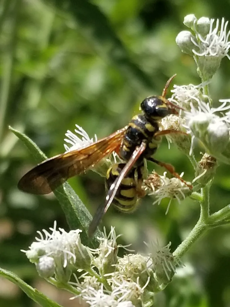 Side profile of a five-banded thynnid wasp on white wildflowers highlighting its slender body shape