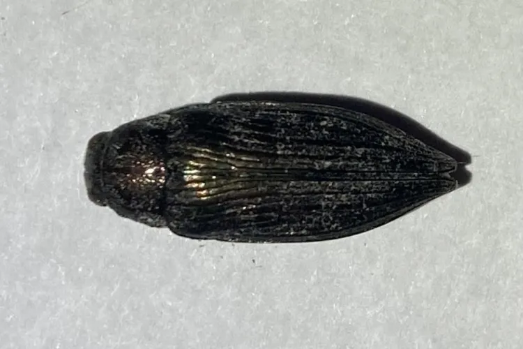 Top-down view of a dark bronze Buprestis beetle showing the bullet-shaped body and ridged wing covers