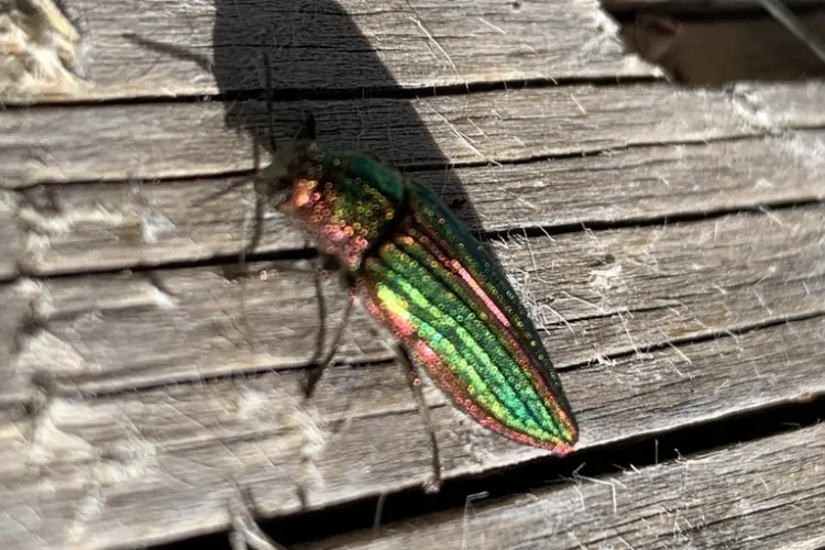 Green and copper metallic wood-boring beetle walking across weathered, cracked wood