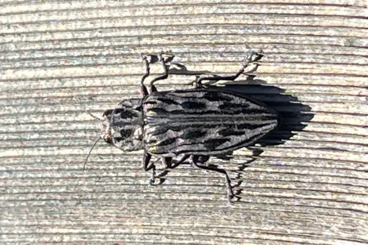 Sculptured pine borer, a large gray and black flat-headed borer beetle, resting on a wooden deck board