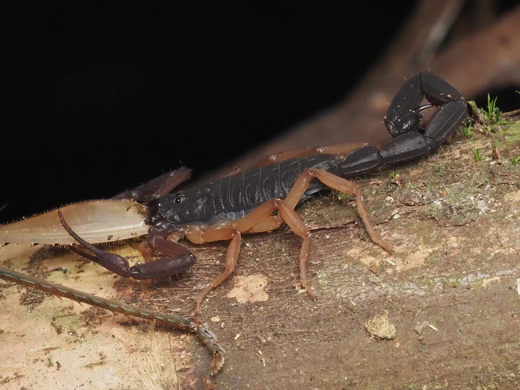 Side profile of a Florida bark scorpion on tree bark at night