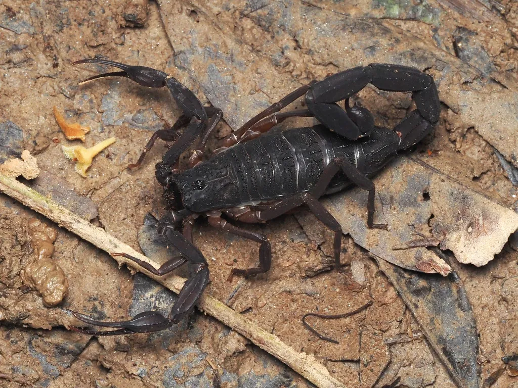 Florida bark scorpion resting on dry ground showing its dark coloration
