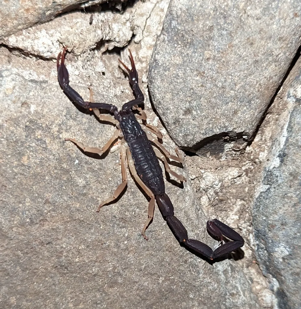 Florida bark scorpion walking across rock crevice in natural habitat