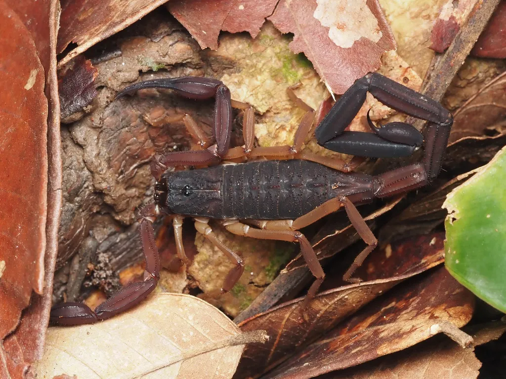 Close-up of a Florida bark scorpion among fallen leaves showing pedipalps and stinger