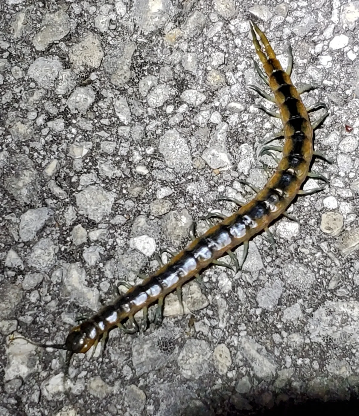 Florida blue centipede on concrete showing distinctive banding and leg structure