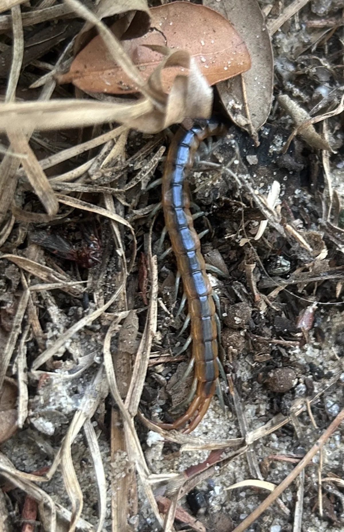 Florida blue centipede in natural leaf litter habitat displaying blue stripe
