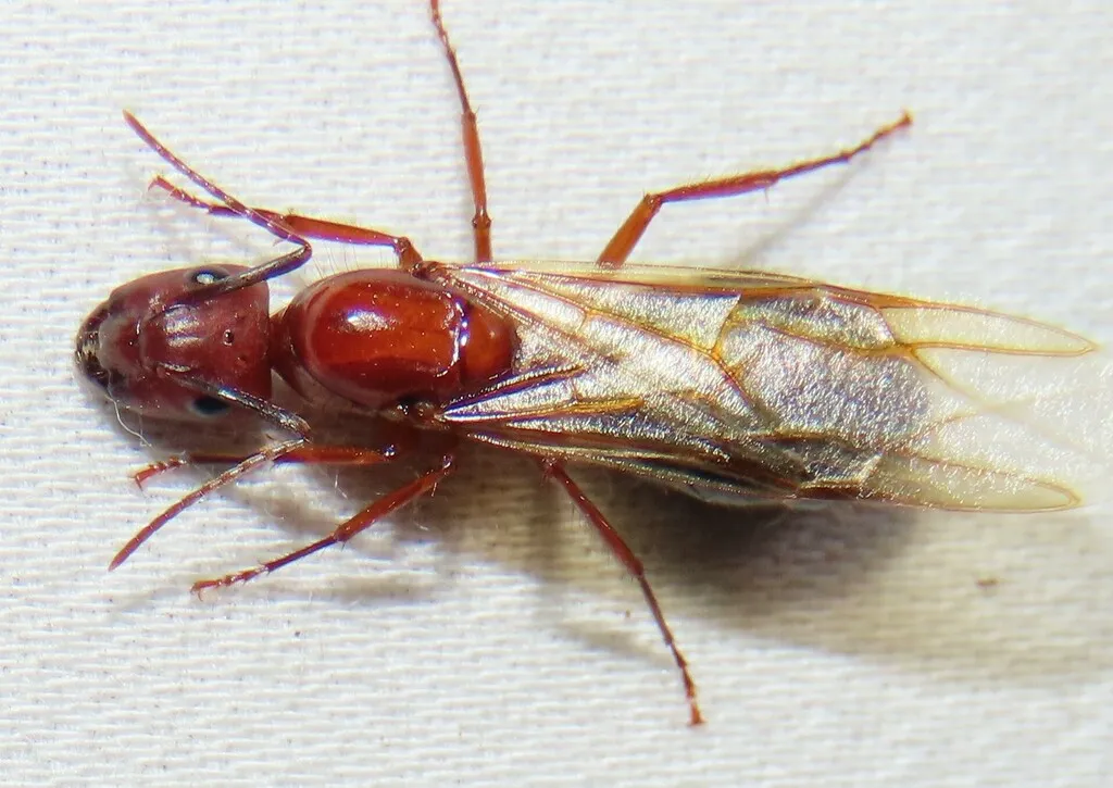 Winged Florida carpenter ant reproductive alate on a white surface