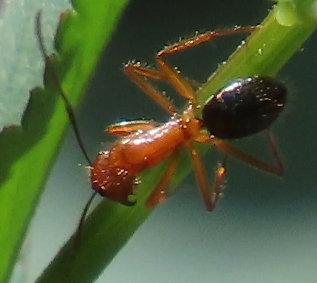 Close-up of a Florida carpenter ant climbing a green leaf showing its distinctive orange thorax and black abdomen