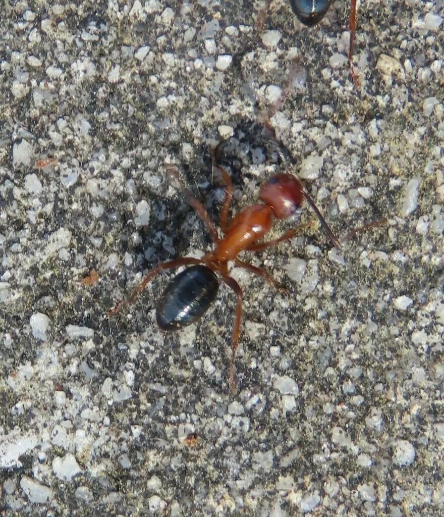 Florida carpenter ant worker in side profile on a concrete surface