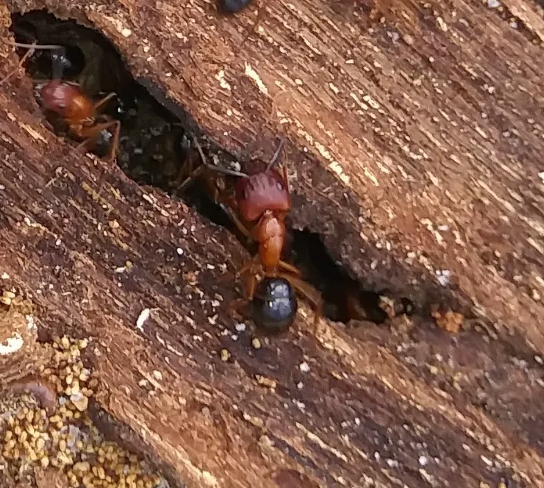Florida carpenter ant workers inside a wood gallery showing nesting behavior