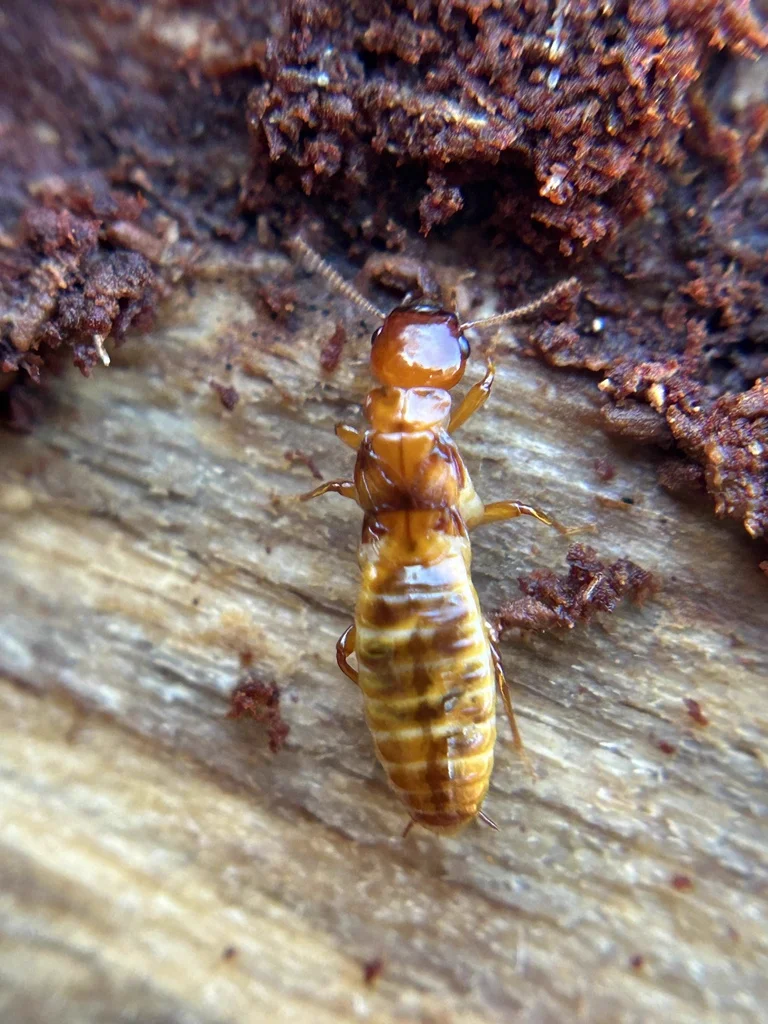 Florida dampwood termite showing characteristic striped abdomen pattern