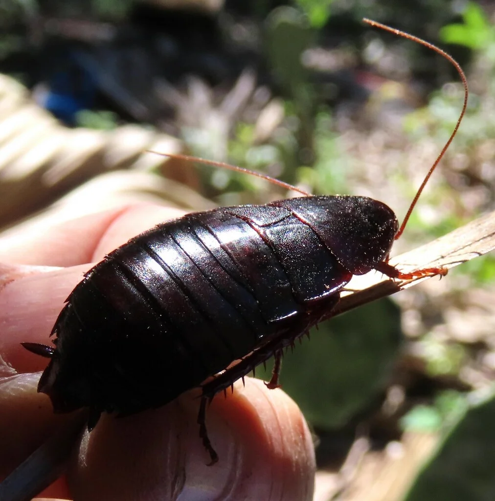Close-up side view of a Florida woods cockroach held in hand showing reddish-brown coloring