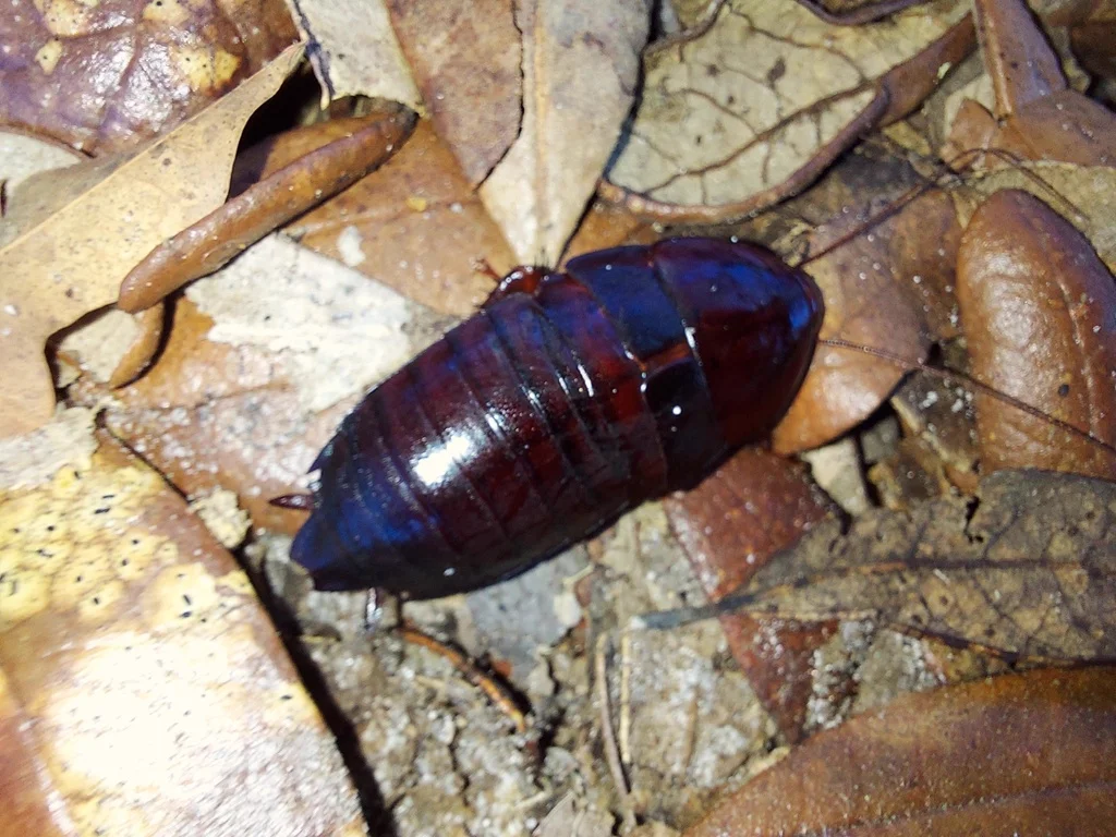 Florida woods cockroach in natural leaf litter habitat