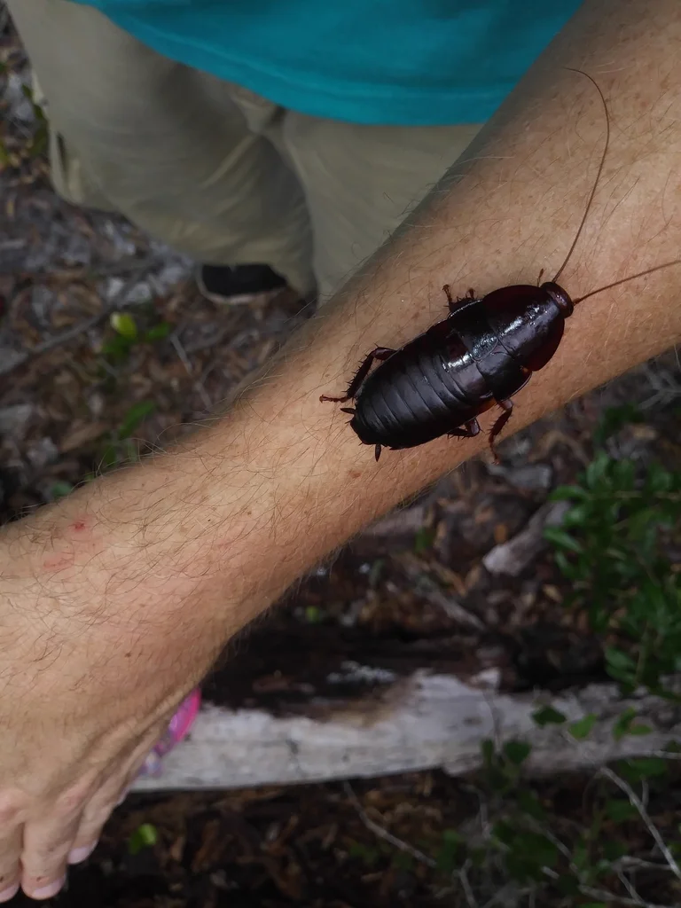 Florida woods cockroach on human arm showing size comparison
