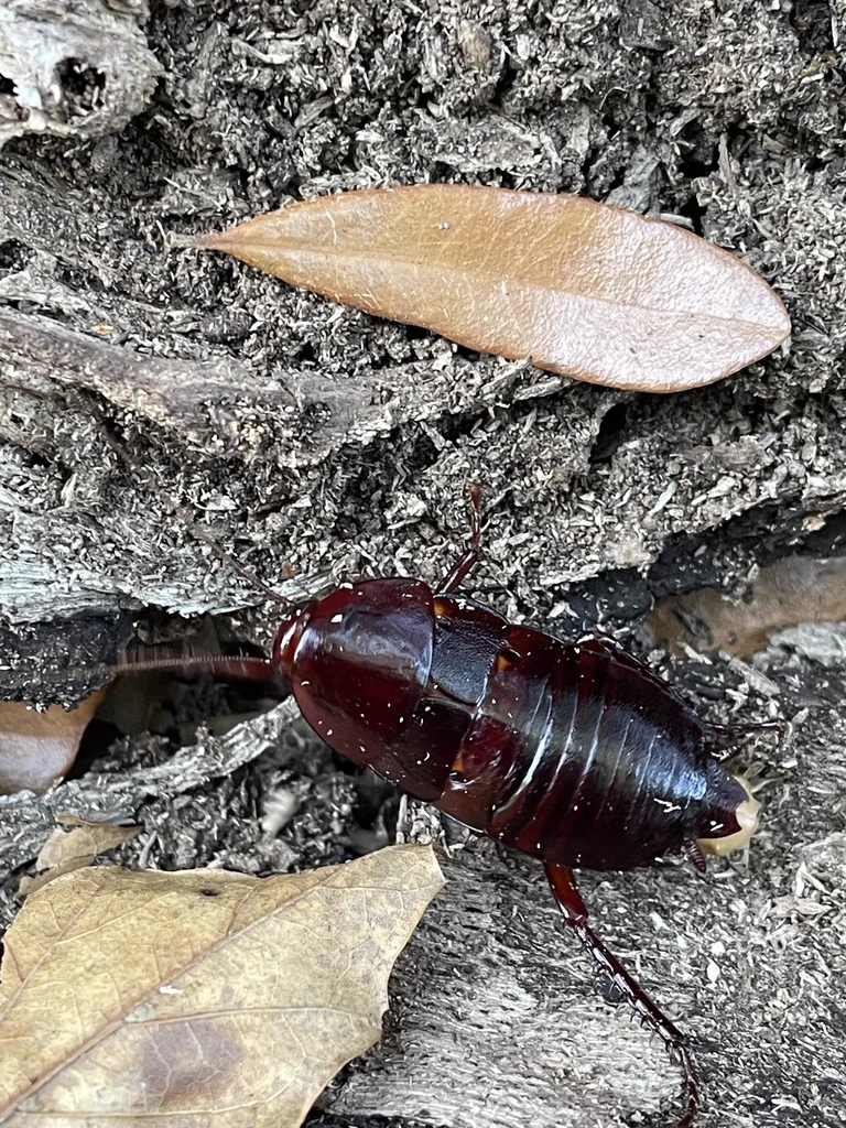 Florida woods cockroach on decaying wood surface