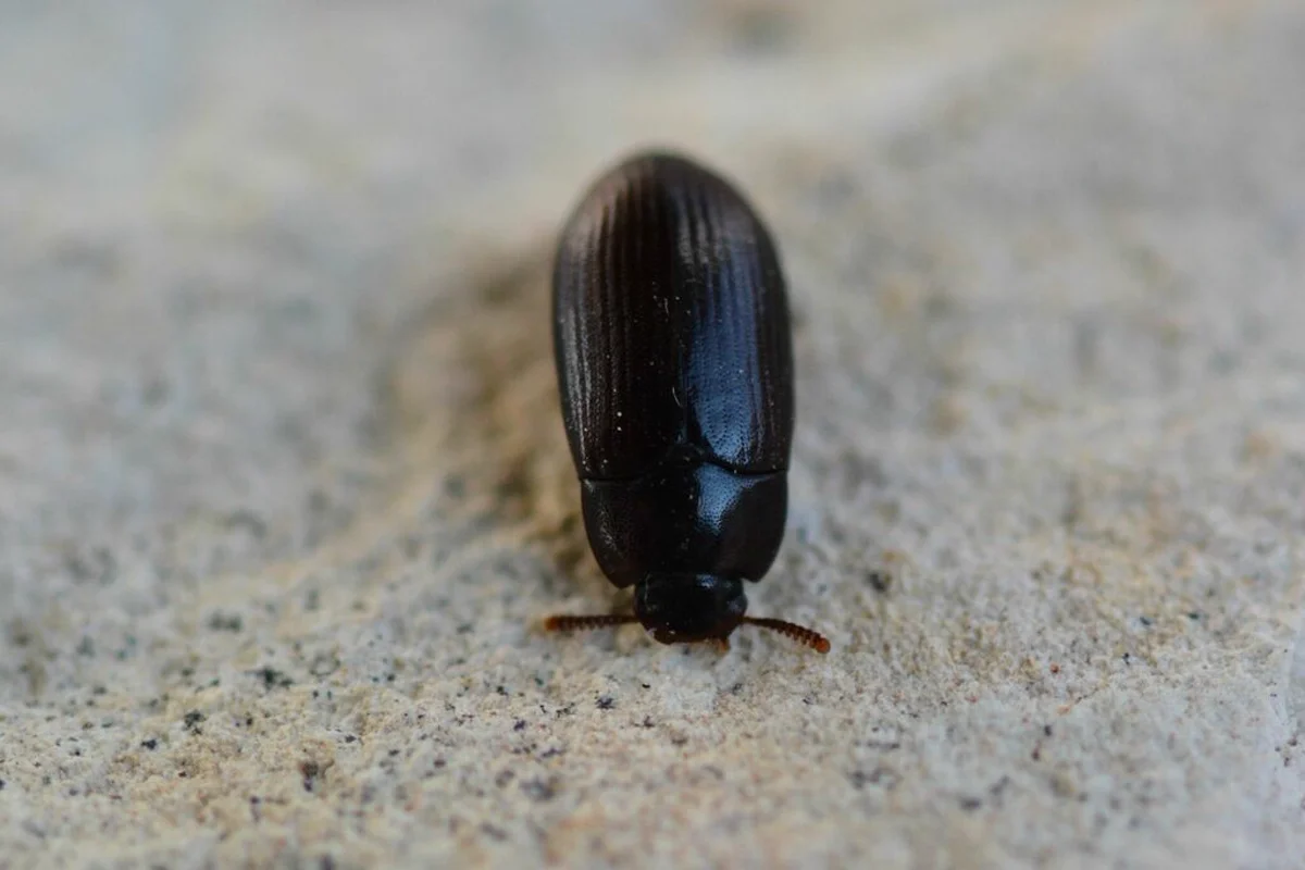 Flour beetle from an angle showing its rounded body shape on a sandy surface
