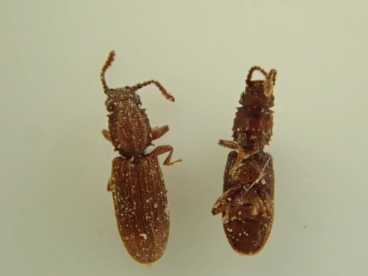 Two stored grain beetles side by side showing size comparison