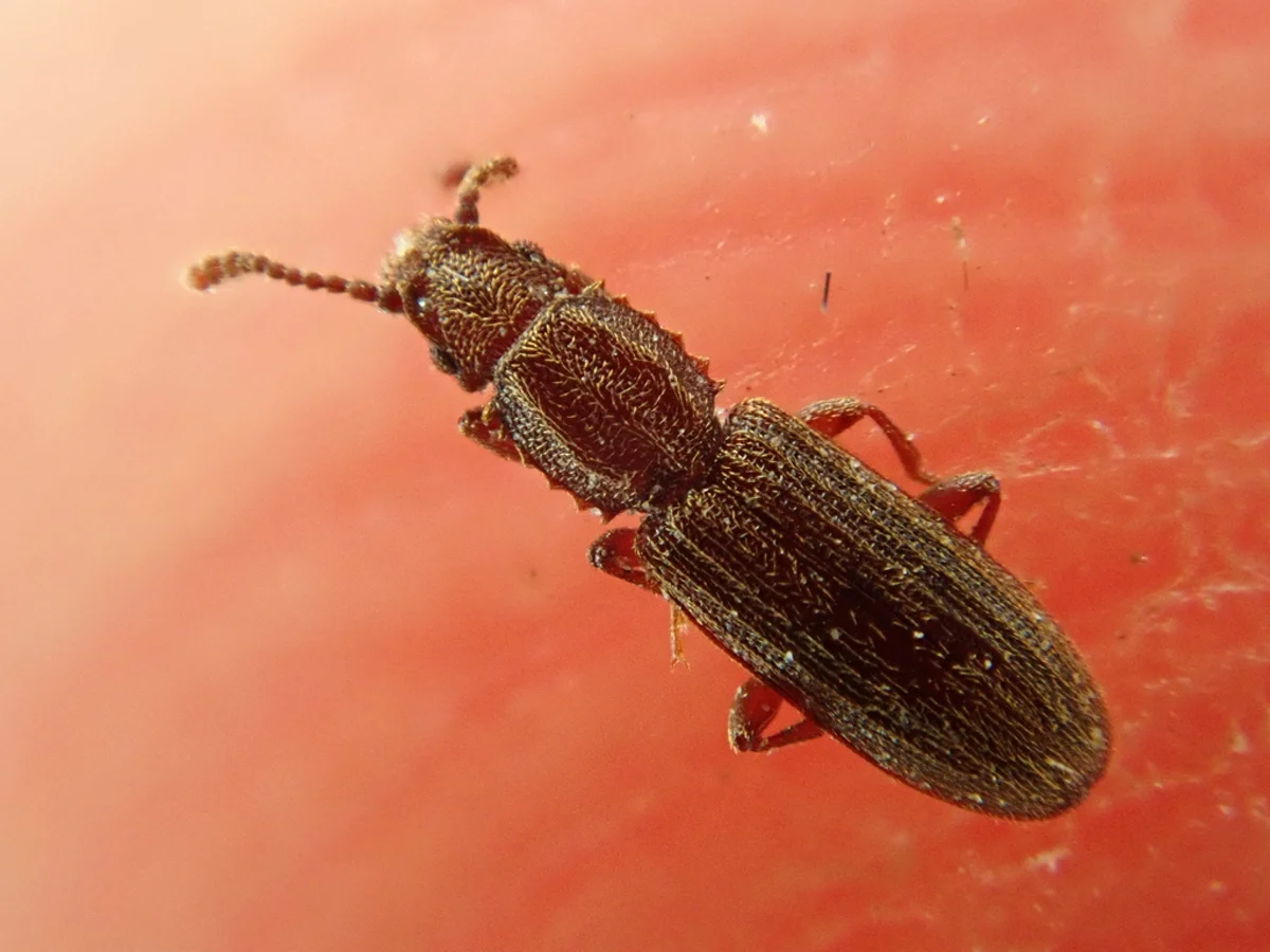 Stored product beetle on a reddish surface typical of pantry pest activity