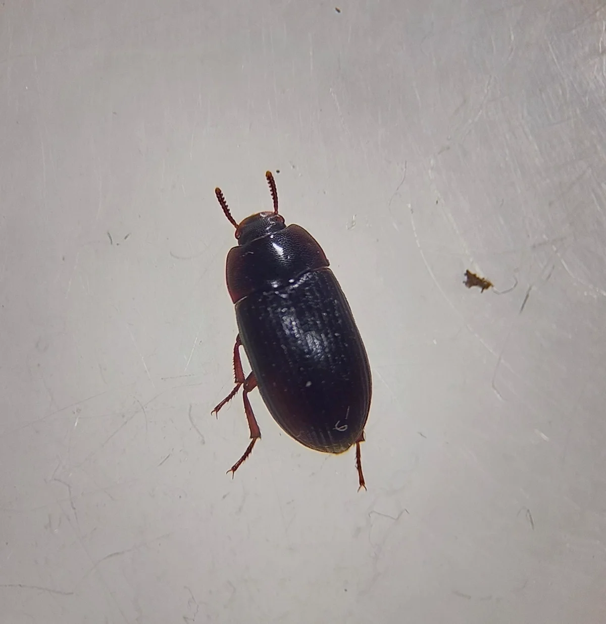 Top-down view of a flour beetle showing its dark oval body with visible legs and antennae