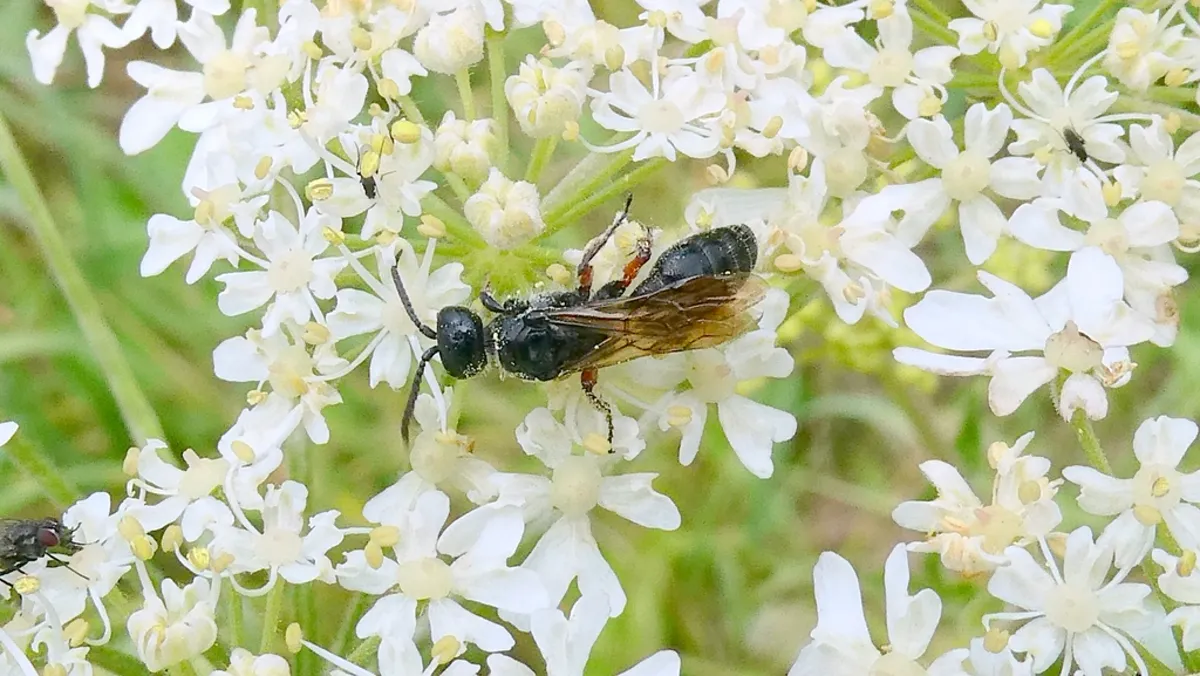 Tiphiid flower wasp feeding on white wildflowers showing dark coloring and translucent wings