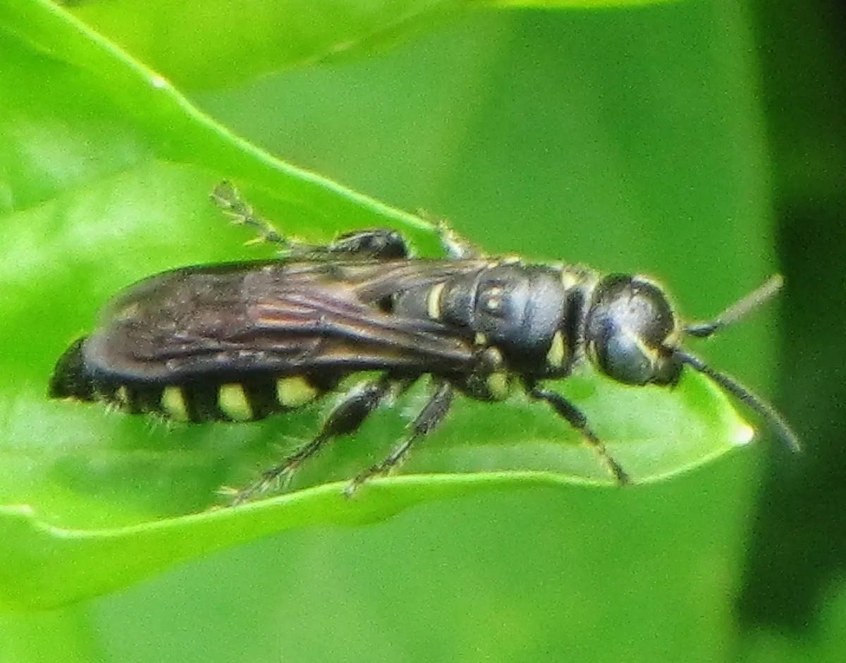 Thynnid flower wasp resting on a green leaf showing black body with pale yellow abdominal banding