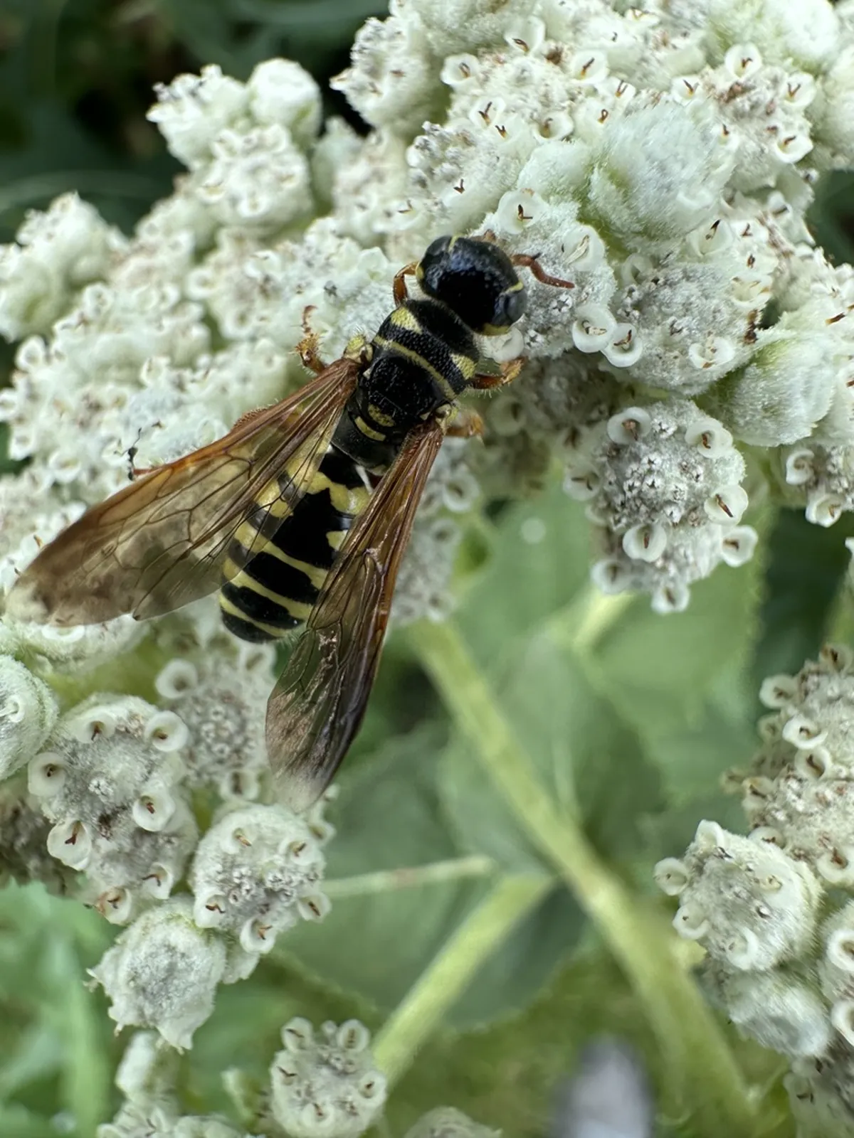 Yellow-banded flower wasp visiting white flower clusters with wings folded along its body