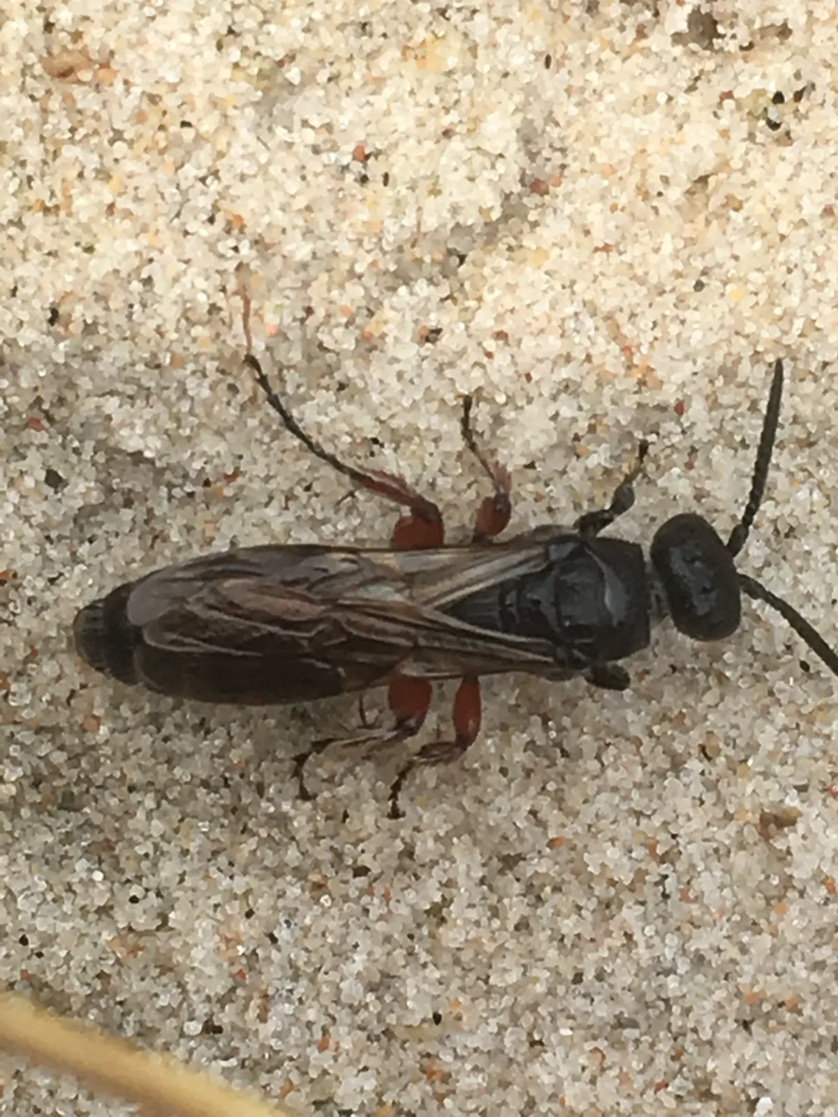 Flower wasp resting on sandy soil displaying its slender black body and reddish-brown legs