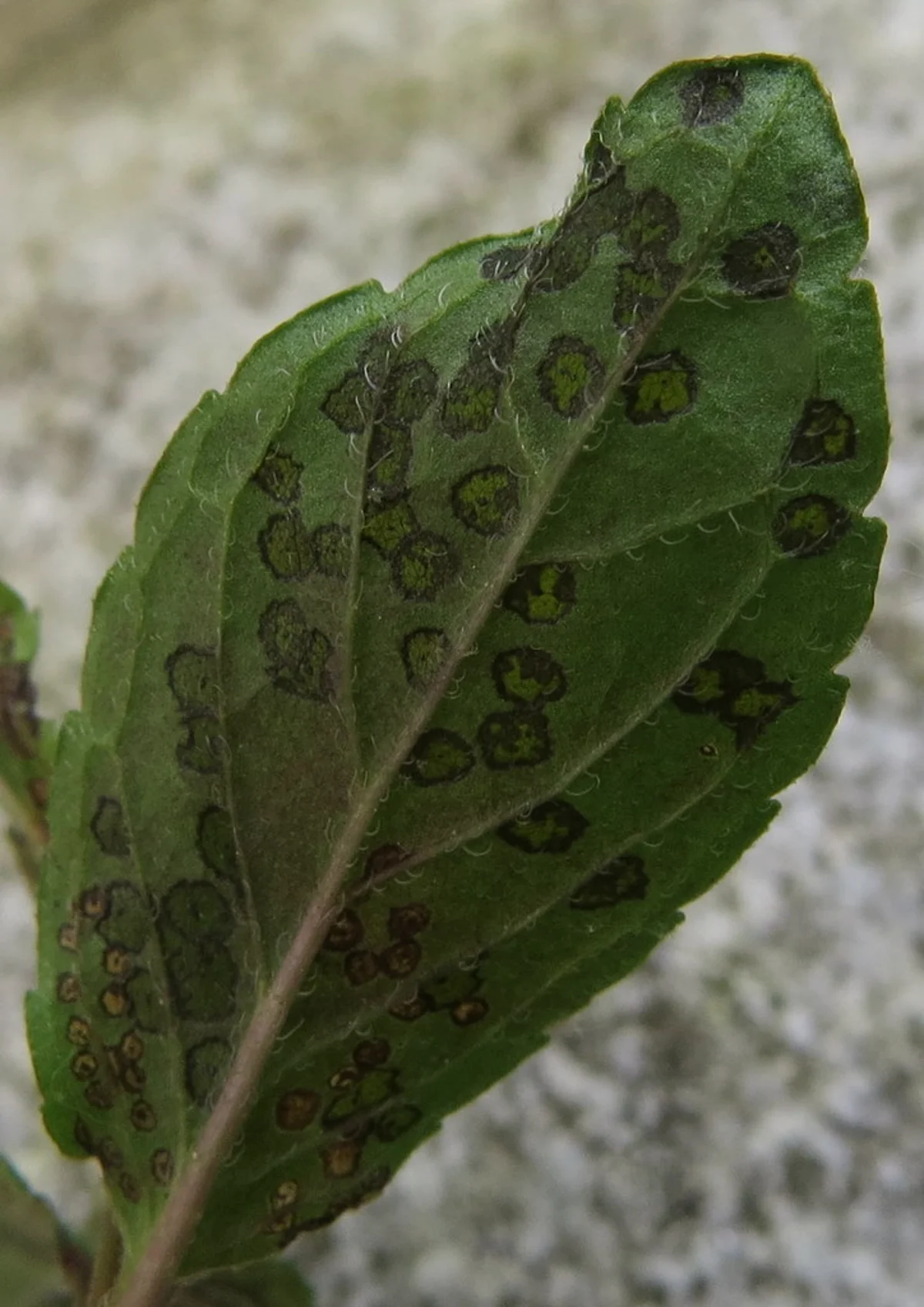 Plant leaf showing circular stippled damage spots caused by four-lined plant bug feeding