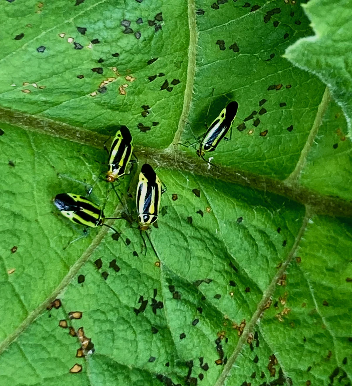 Multiple four-lined plant bugs feeding on a damaged leaf showing characteristic feeding spots