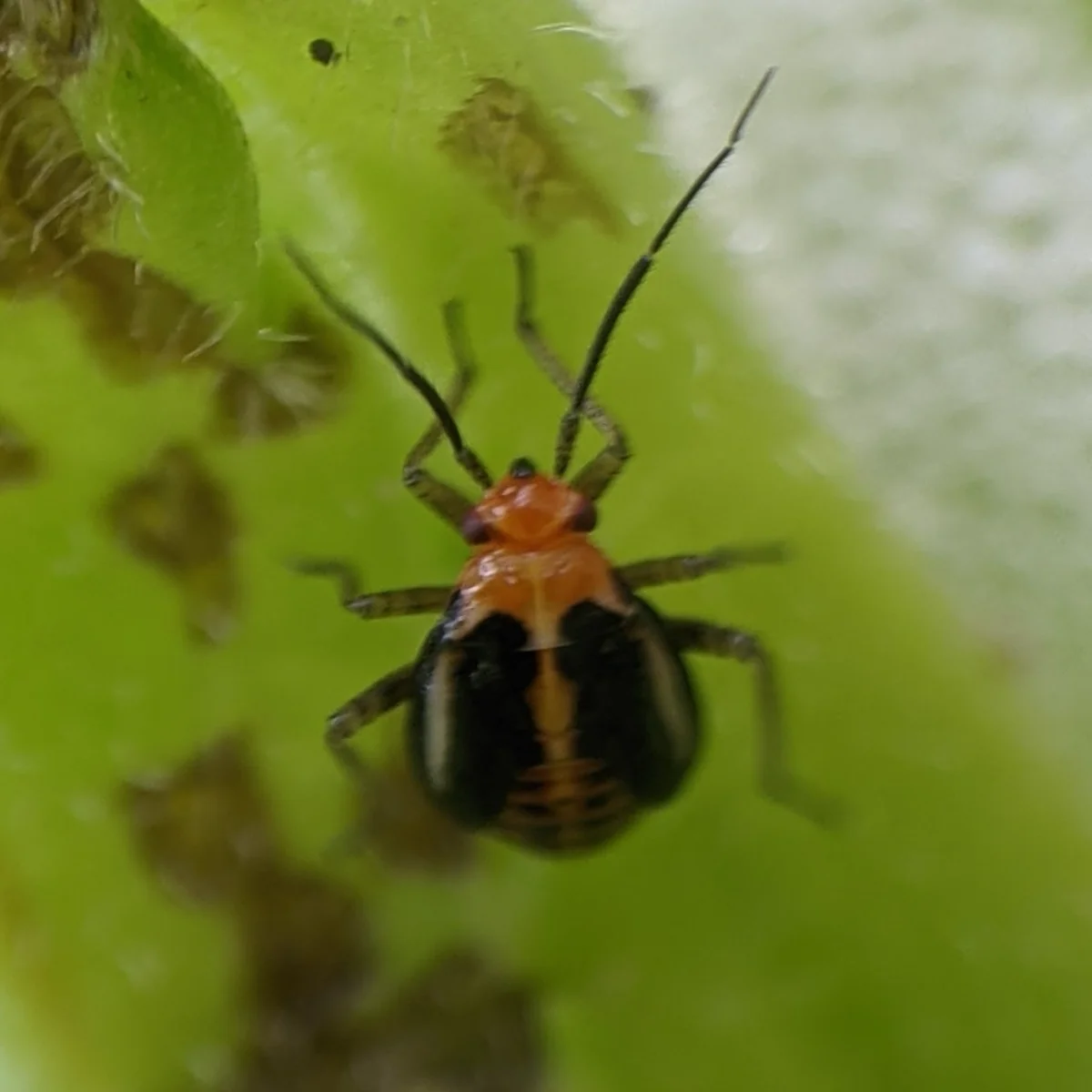 Four-lined plant bug nymph showing bright orange-red coloration with black markings