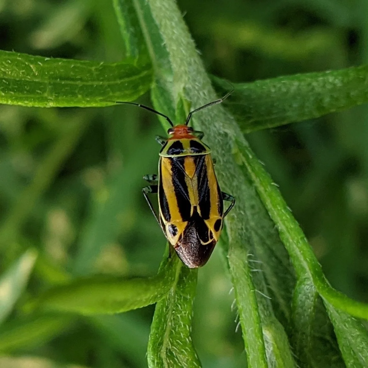 Four-lined plant bug adult on green leaf showing characteristic yellow and black striped pattern
