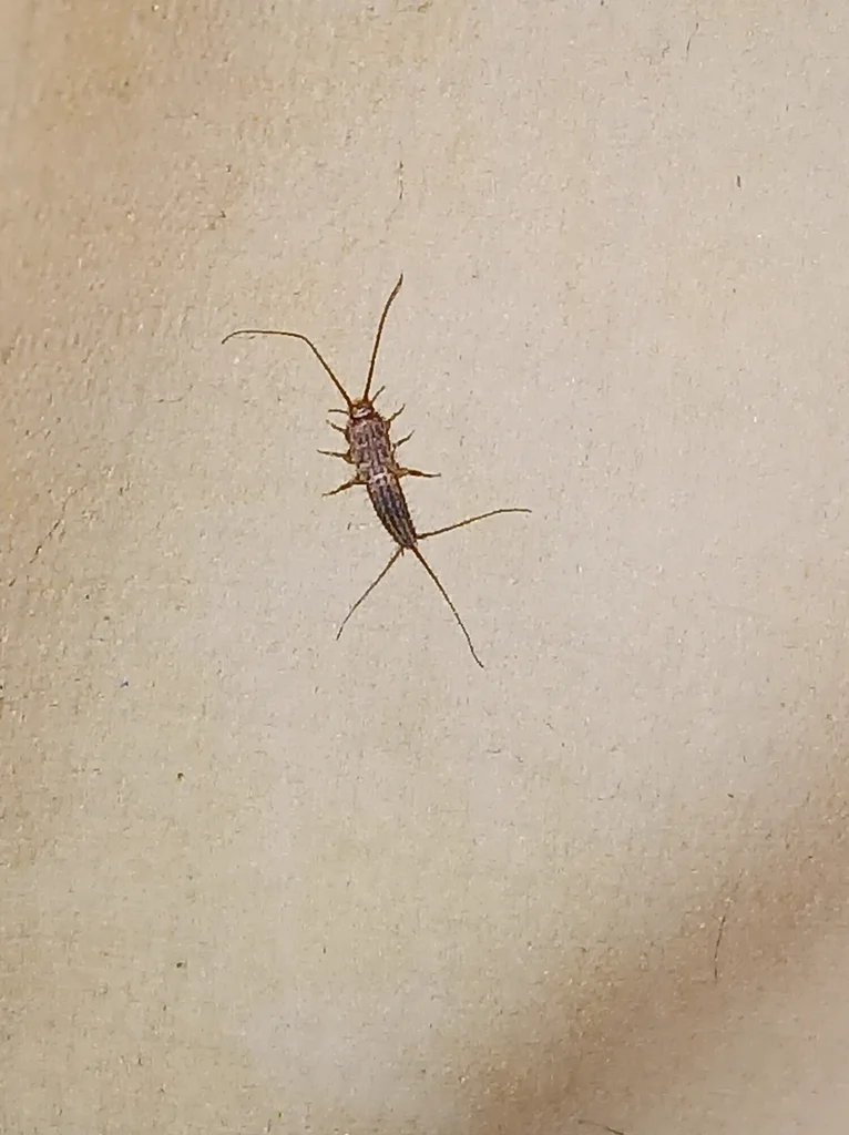 Four-lined silverfish climbing on interior wall