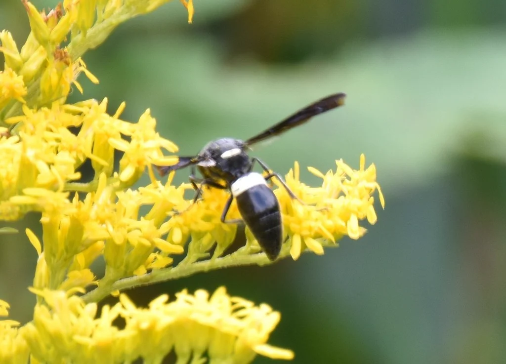 Four-toothed mason wasp perched on yellow goldenrod flower showing side profile