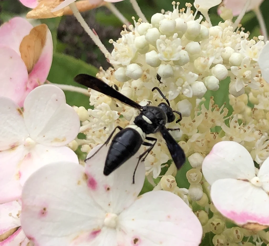 Four-toothed mason wasp on white hydrangea flowers displaying black and white coloration