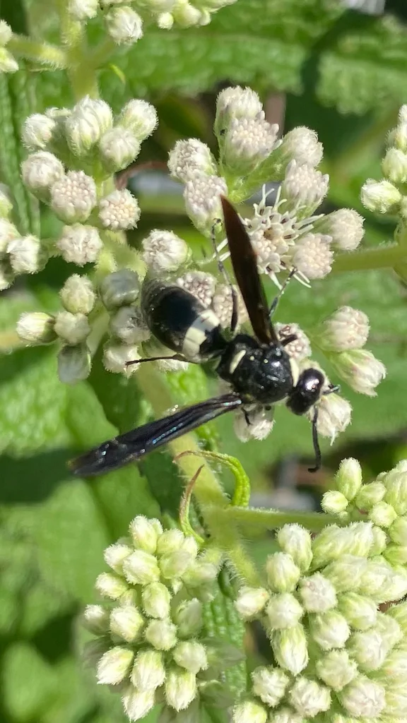 Four-toothed mason wasp feeding on white flower clusters