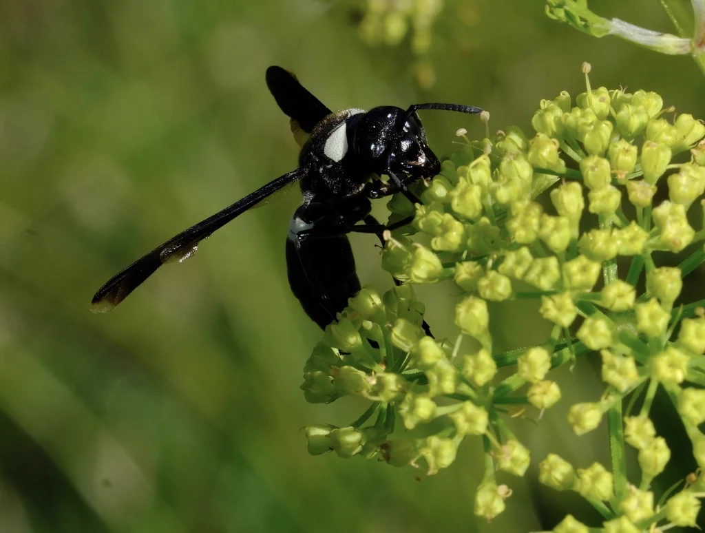 Four-toothed mason wasp on green plant showing body structure