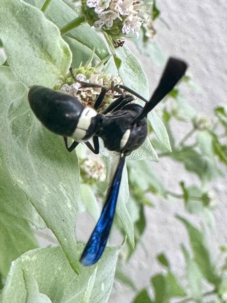 Close-up of four-toothed mason wasp showing iridescent blue wings and white markings