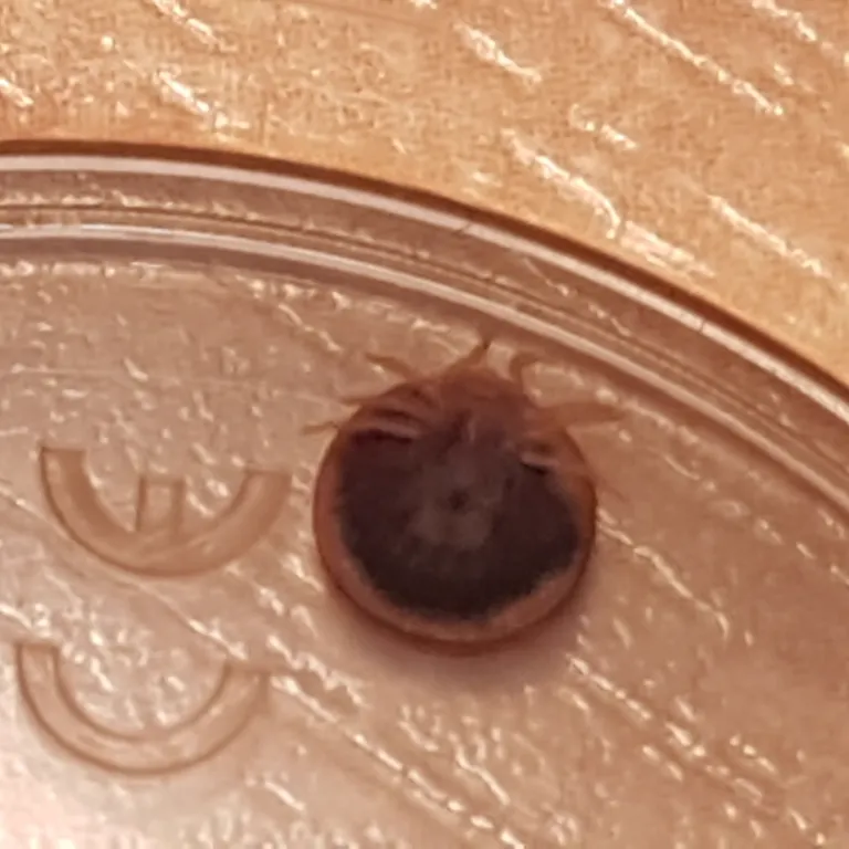 Close-up of a soft tick in a container showing its rounded body shape